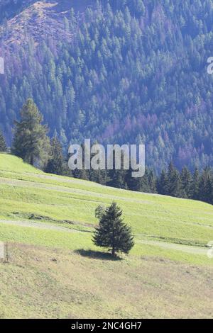 Eine vertikale Aufnahme einer Kiefer im Val di Fassa-Tal in der Dolomiti-Gebirgskette, Trentino, Italien Stockfoto