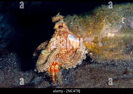 Veinierter Tintenfisch, Amphioctopus marginatus, in Glasflasche, die Hermit Crab isst, Dardanus sp, Tauchplatz Hei Nus, Meerenge von Lempriv, Sulawesi, Indonesien Stockfoto