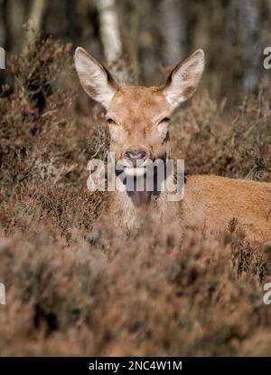 Ein wunderschönes Rotwild in der Wintersonne, faulend in der Heidekraut Stockfoto