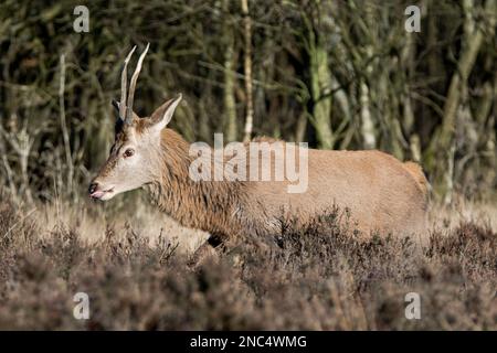 Ein atemberaubender junger Red Deer Buck in der Wintersonne, der in der Heidekraut herumläuft und grast Stockfoto