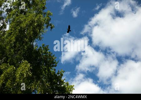 Krähen am Himmel. Großer schwarzer Vogel fliegt in den Wald. Details der Natur. Stockfoto