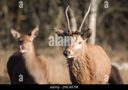 Ein atemberaubender junger Red Deer Buck in der Wintersonne, der in der Heidekraut herumläuft und grast Stockfoto