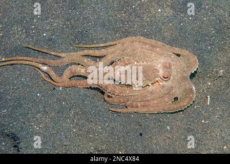 White-V Octopus, Abdopus sp., auf Sand, Tauchplatz Hei Nus, Lempriv Straits, Sulawesi, Indonesien Stockfoto