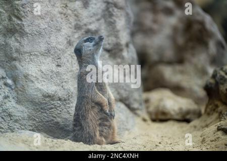 Meerkat (suricata suricatta) Wildtier, aufrecht stehend, schauend nach oben. Stockfoto