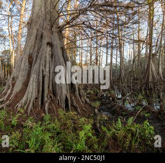 Der Fluss der Pond Cypress Trees in slough im Indian Lake State Park, Florida Stockfoto