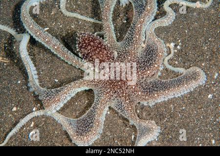 White-V Octopus, Abdopus sp., mit erweiterter Rock-Jagd auf Sand, Air Bajo Tauchplatz, Lempriv Straits, Sulawesi, Indonesien Stockfoto