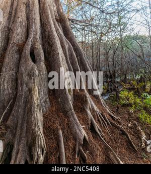 Der Fluss der Pond Cypress Trees in slough im Indian Lake State Park, Florida Stockfoto