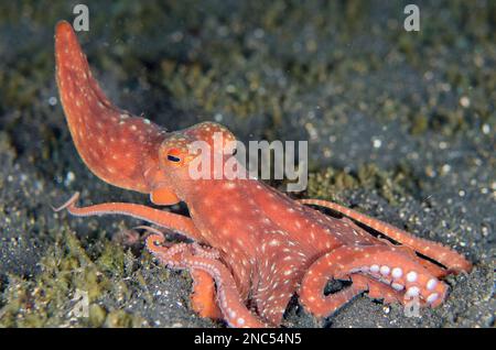 Sternennacht Tintenfisch, Callistoctopus luteus, auf Sand, TK1 Tauchplatz, Lembritstraße, Sulawesi, Indonesien Stockfoto