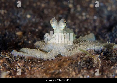 White-V Octopus, Abdopus sp, Nachttauchen, Retak Larry Tauchplatz, LembritStraits, Sulawesi, Indonesien Stockfoto