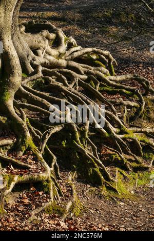 Europäischer Buchenbaum mit freiliegenden Wurzeln, Knighton Wood, Buckhurst Hill, Essex Stockfoto