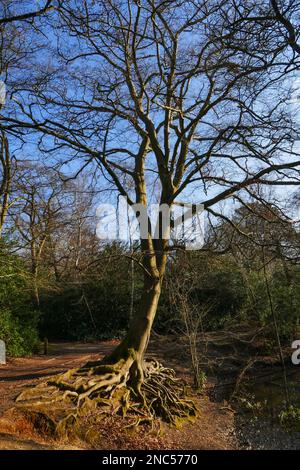 Europäischer Buchenbaum mit freiliegenden Wurzeln, Knighton Wood, Buckhurst Hill, Essex Stockfoto