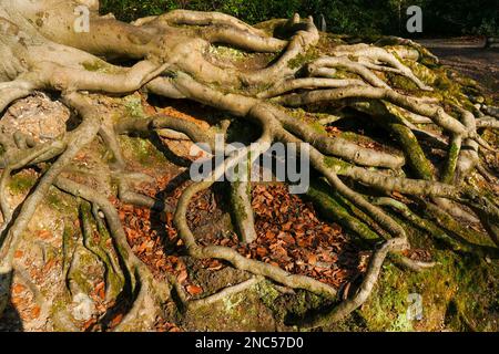 Europäischer Buchenbaum mit freiliegenden Wurzeln, Knighton Wood, Buckhurst Hill, Essex Stockfoto