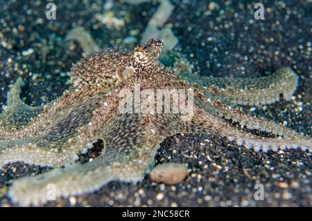 White-V Octopus, Abdopus sp., mit verlängertem Rock Huting auf Sand, Hairball Tauchplatz, Lembritstraße, Sulawesi, Indonesi Stockfoto