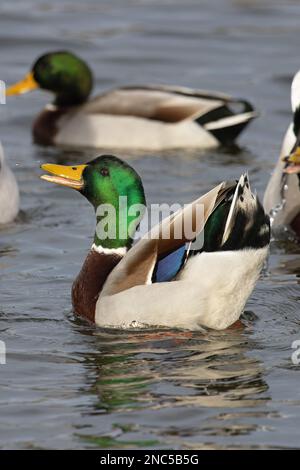 Mallard (Anas platyrhynchos) zeigt Norfolk UK GB Januar 2023 Stockfoto