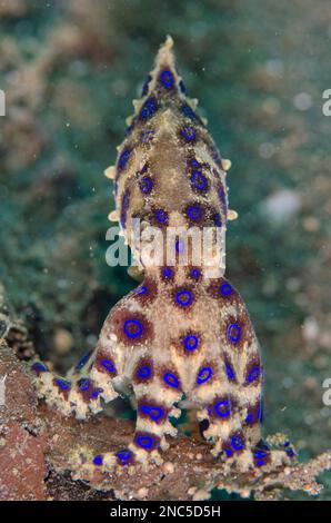 Blauringiger Tintenfisch, Hapalochlaena sp., Warnung mit blauen Flecken, Joleha Tauchplatz, Lembritstraße, Sulawesi, Indonesien Stockfoto