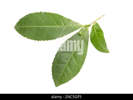 Frische Camellia sinensis- oder Teepflanzenblätter, isoliert auf weißem Hintergrund Stockfoto