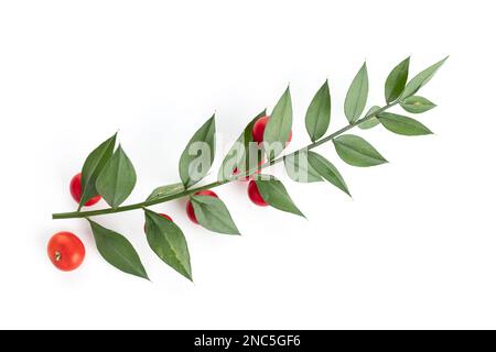 Frischer Metzgerbesen oder Ruscus aculeatus-Zweig mit Blättern und roten Früchten, isoliert auf weißem Hintergrund Stockfoto