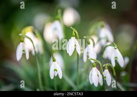 Hübsche Schneeflocken im Sonnenschein im Februar, mit geringer Schärfentiefe Stockfoto