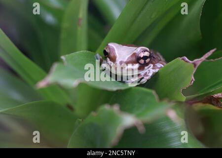 Mission goldäugiger Baumfrosch oder amazonas Milchfrosch im Dschungel Stockfoto