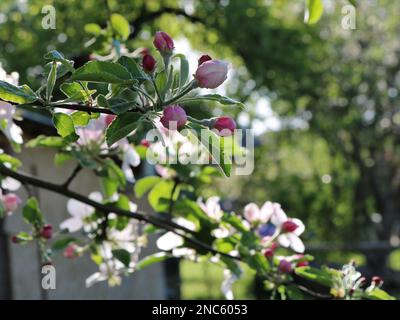 Ungeöffnete Knospen eines Apfelbaums auf einem Ast Nahaufnahme an einem klaren Frühlingstag, saisonale Blüte von Obstbäumen am Beispiel eines Apfelbaums Stockfoto