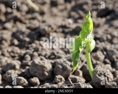Ein kleiner Bohnensprossen, der durch trockenen, trüben Boden in hellem, warmem Sonnenlicht bricht, Nahaufnahme, neues Leben am Beispiel eines Gemüsesaatsprossen Stockfoto
