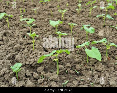 Junge Bohnensprossen, die in Reihen auf lockerem Boden auf Hof- oder Gartenflächen gepflanzt werden, landwirtschaftlicher Bohnenanbau und Gemüsesämlinge im Frühjahr in einem Gartenbeet Stockfoto