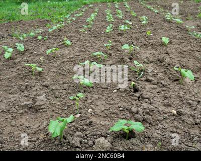 Rustikaler Gemüsegarten landwirtschaftlicher Hintergrund mit Reihen junger Bohnen, Anbau von Hülsenfrüchten im Gemüsegarten, auf dem Hof oder auf dem Feld Stockfoto