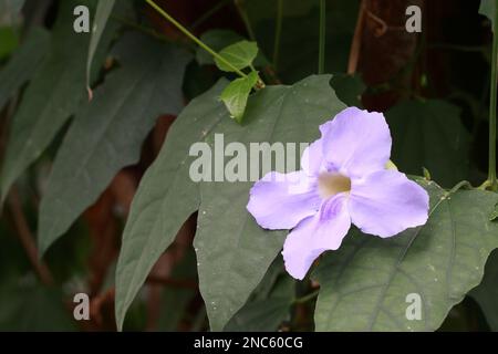 Wunderschöne thunbergia Grandiflora Blume mit grünem Laub Stockfoto