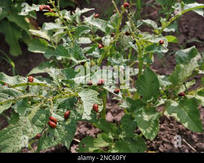 Larven des Colorado-Kartoffelkäfers, die auf einem Ackerfeld die Kartoffelbuschelspitzen essen, parasitäre Insekten, die sich von den Blättern des Nachtschattens ernähren Stockfoto