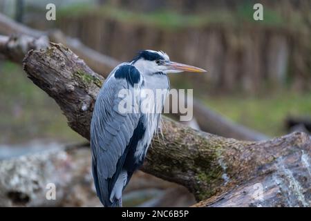 Einzelner grauer Reiher (Ardea cinerea), der auf einem Felsen steht. Frühling. Stockfoto