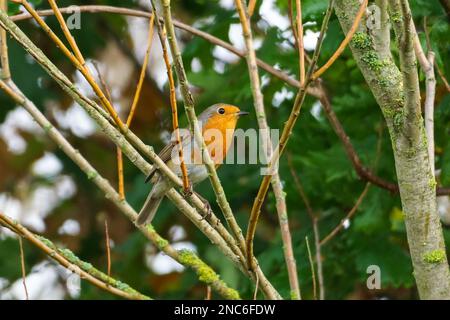 Europäischer Robin, Erithacus rubecula, auf einem Baum bleibend Stockfoto