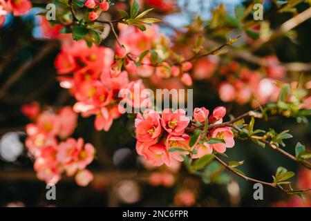 Blühende japanische Quitte - Chaenomeles japonica. Stockfoto