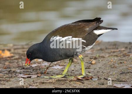 Gemeiner Moorhen auf der Suche nach Nahrung Stockfoto