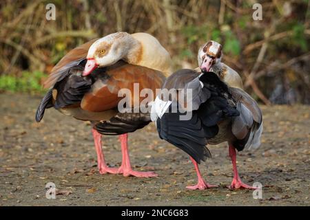 Ägyptische Gänse, Alopochen aegyptiaca, männlich und weiblich Stockfoto