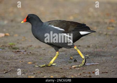 Teichhühner Stockfoto