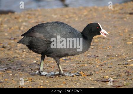 Eurasische Kuh, Fulica atra, gewöhnliche Kuh Stockfoto