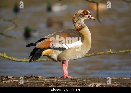 Ägyptische Gans, Alopochen aegyptiaca, weiblich Stockfoto