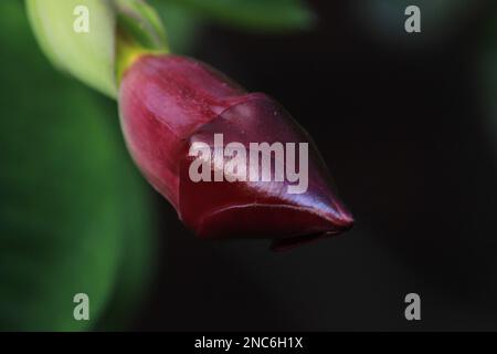 Schöne rosa Blume Hollyhock blüht im Garten.Hollyhock alcea rosea Blume Knospe im Garten Stockfoto