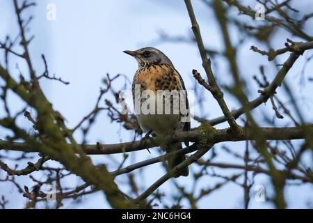 Fieldfare, Turdus pilaris auf einem Baum Stockfoto