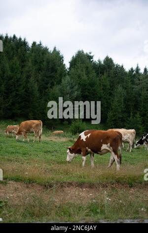 Die Gruppe der Kühe, die auf dem Feld weiden, mit Tannenwäldern im Hintergrund Stockfoto