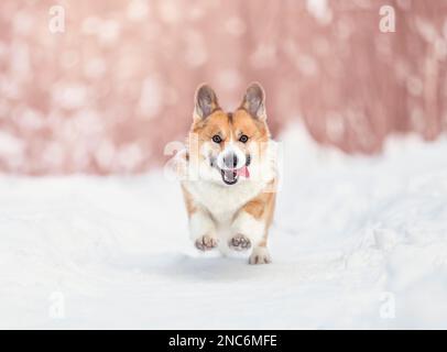 Der süße, fröhliche Hund Corgi pembroke läuft in einem sonnigen Winterpark im Schnee Stockfoto