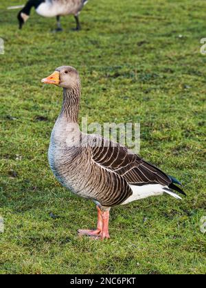 Porträt von Graugans, Anser anser, wild in Killingworth, Großbritannien Stockfoto