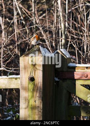 Robin, Erithacus rubecula, hoch oben auf einem schneebedeckten Pfahl im britischen Winter. Stockfoto