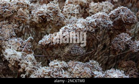 Getrocknete Köpfe von Hortensien, die mit Morgenfrost bedeckt sind. Frost auf Ästen und Blumen. Winter in einem Hüttengarten. Hüttengärten. Stockfoto