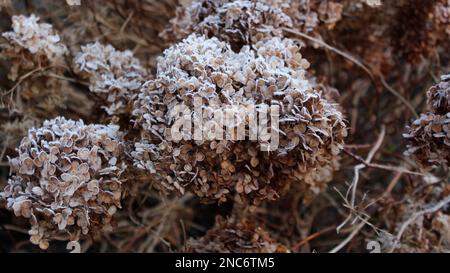 Getrockneter Hortensien-Blütenkopf mit Morgenfrost bedeckt. Frost auf Ästen und Blumen. Winter im Hüttengarten. Hüttengärten. Stockfoto