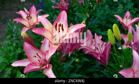 Lila Lilien blühten im Garten. Hüttengärten. Stockfoto