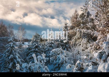 Waldlandschaft nach einem Schneesturm Stockfoto