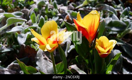 Eine niedrig wachsende Tulpensorte mit breit gestreiften Blättern und einer gelben Blume mit roter Mitte. Sie blüht im Frühling im Garten auf einem Blumenbeet. Stockfoto