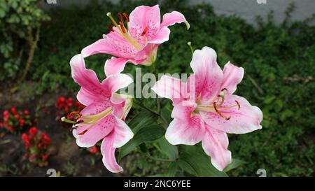 Eine blühende Rosa Lilie an einem sonnigen Tag im Garten. Rosa Lilie, die in einem Blumenbeet wächst. Hüttengarten. Hüttengarten. Stockfoto