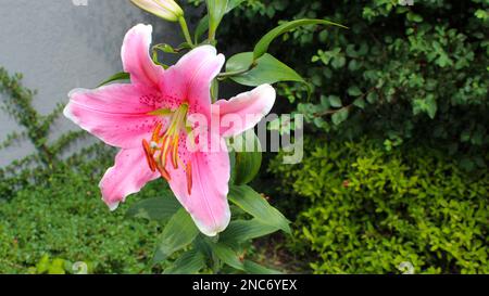 Blühende Rosa Lilie an einem sonnigen Tag im Garten. Eine rosa Lilie wächst im Blumenbeet. Hüttengärten. Stockfoto